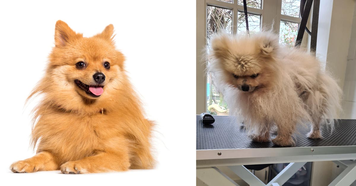 pomeranian alopecia