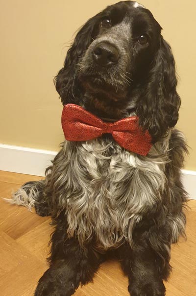 cocker-spaniel.jpg