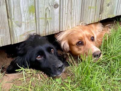 cocker-spaniel