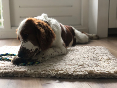 welsh-springerspaniel